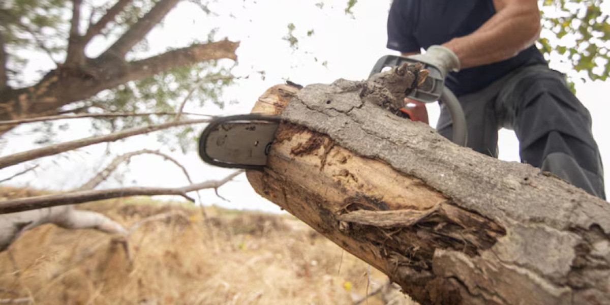 Maintaining Healthy Trees with Professional Assessment and Pruning Services
